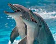 Дельфіни - Біологія | Цікаве із світу науки